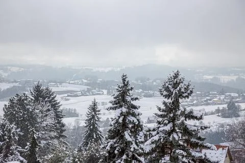 Winter pine tree branches covered with snow. 스톡 사진