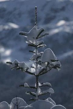 Winter pine tree branches covered with snow. Stock Photos