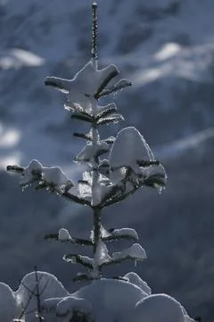 Winter pine tree branches covered with snow. Frozen tree branch 库存照片
