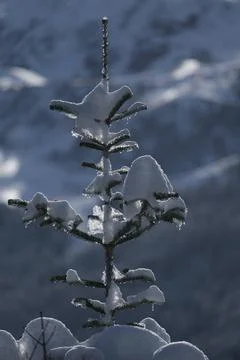 Winter pine tree branches covered with snow. ski season Stock Photos