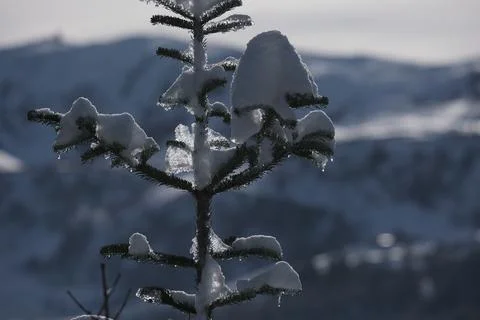 Winter pine tree branches covered with snow. ski season Stock Photos
