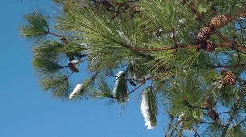 Winter pine tree closeup Stock Footage 11017063