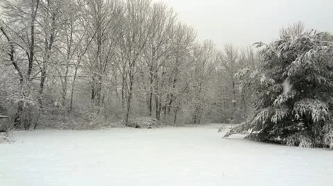 Winter Pine Tree Vídeo Stock 22025062