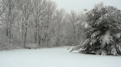 Winter Pine Tree Vidéo 22251751