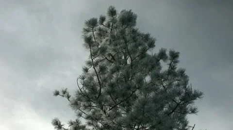 Winter pine tree Stock Footage 45037615
