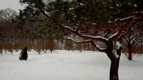 Winter Pine Tree: Vidéo 80149542