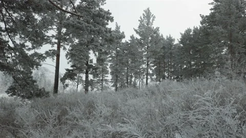 Winter pine tree forest with hoarfrost Stock Footage 117048509