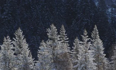 Winter pine tree forest landscape in early morning light Stock-Fotos