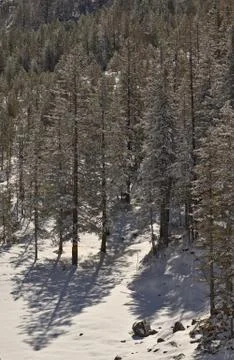 Winter pine tree forest landscape in early morning light Fotos de archivo