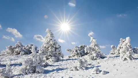 Winter pine tree forest in a snow under a sparkle sun time lapse scene Stock Footage 178892327