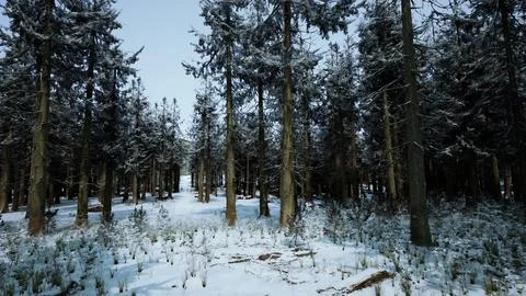 Winter pine tree forest with snow on trees Stock Illustration