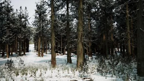 Winter pine tree forest with snow on trees 스톡 일러스트
