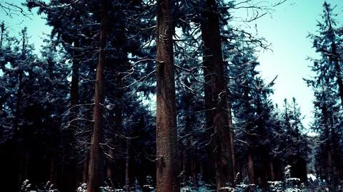 Winter pine tree forest with snow on trees Stock Illustration