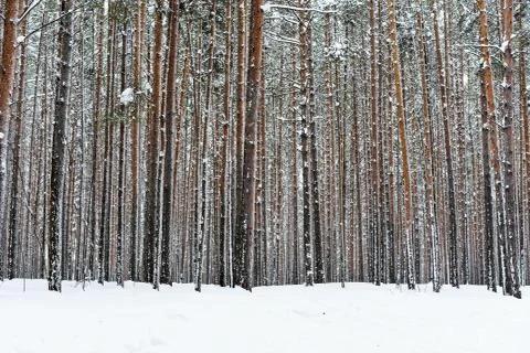 Winter pine tree forest with snow on trees Stock Photos