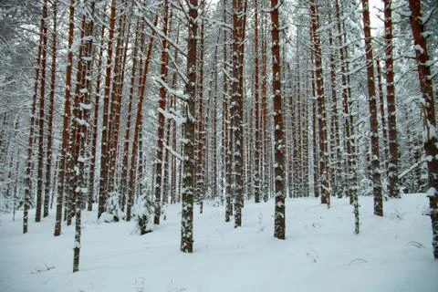 Winter pine tree forest, snowy forest Stock Photos