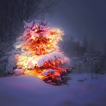 Winter pine tree 스톡 일러스트