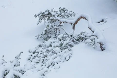 Winter pine tree. Stock Photos
