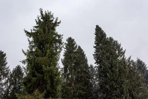 Winter Pine Tree Stock Photos