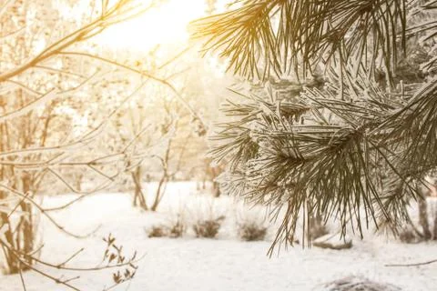 Winter pine tree sunny background. Close-up photo. Branches covered snow. Sea Stock Photos