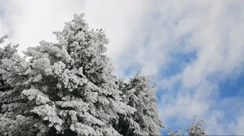 Winter pine trees. at blue sky. Stock Footage 48306819