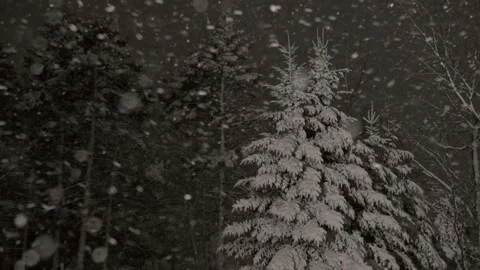 Winter Pine Trees Covered Snow Canadian Woodland Night scene with forest Stock Footage 330092778