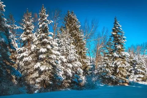 Winter pine trees covered by snow Stock Photos
