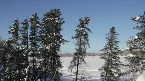 Winter pine trees Stock Footage 20463470