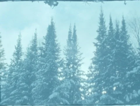 Winter Pine Trees Stock Footage 221517552