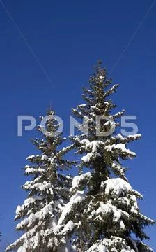 Winter pine trees Stock Photos