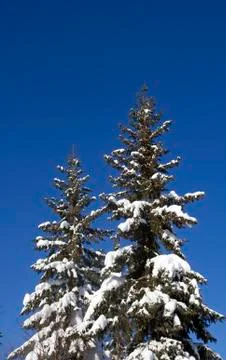 Winter pine trees Stock Photos