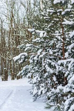 Winter pine trees in the snow next to a snow-covered path into the forest. Stock Photos