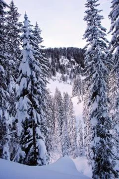Winter Pine Trees at the Snowy Forest in the Austrian Alps Mountains Stock Photos