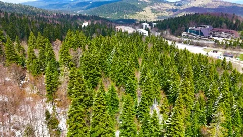Winter Pines Above Mountains Stock Footage 313662697
