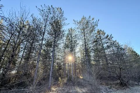 Winter pines Stock Photos