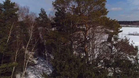 Winter pines by the road Stock Footage 88381123