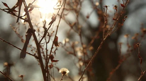 Winter Plant Video stock 39421608