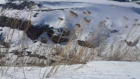 Winter plant Stock Footage 106367974