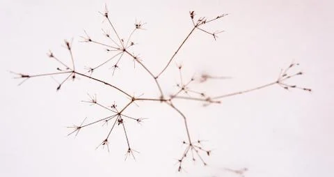 Winter plant Stock Photos