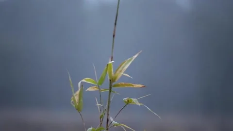 Winter Plant Stem Isolated 스톡 동영상 192572547