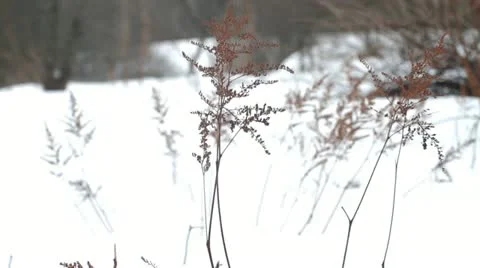 Winter plants Stock Footage