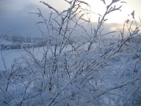 Winter plants Stock Photos