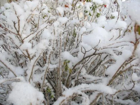 Winter plants Stock Photos