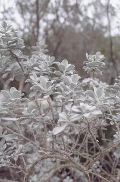 Winter Plants Stock Photos