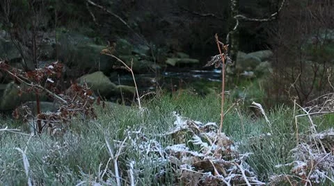 Winter plants with river background 1 140112 Video stock 10678244