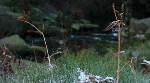 Winter plants with river background 2 140112 Video stock 10678276