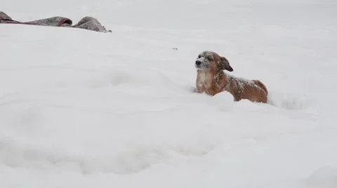 Winter  playing in the snow with a  Dog Stock Footage 62296997