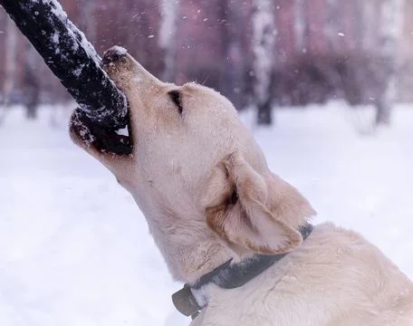 Winter Playtime Foto stock