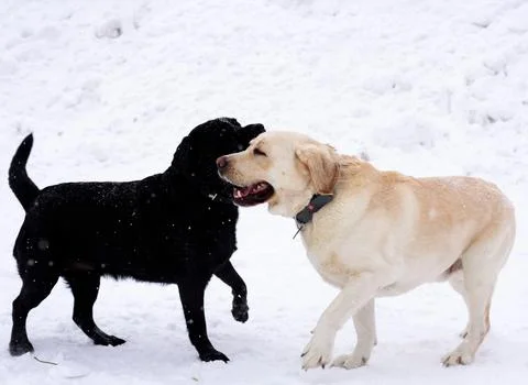 Winter Playtime Foto stock