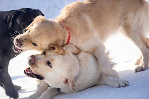 Winter Playtime Foto stock