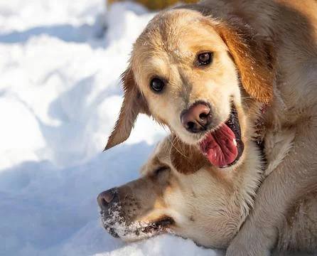 Winter Playtime Stock Photos